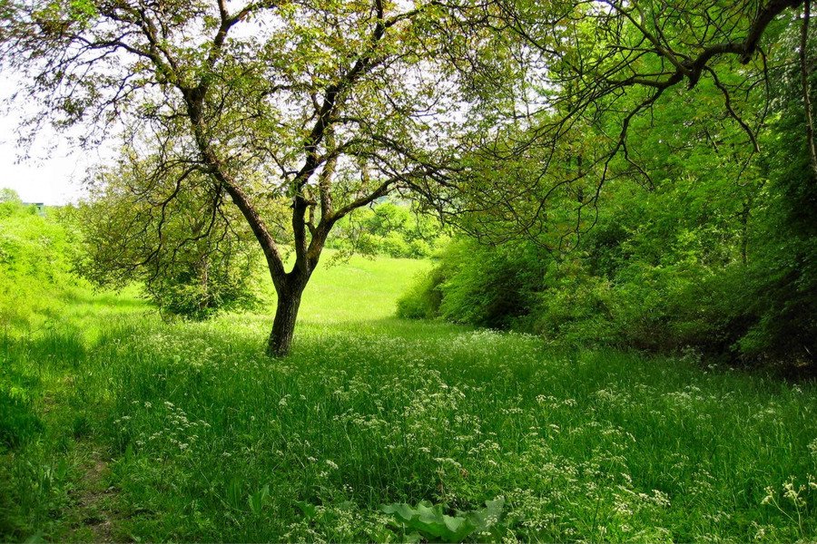 A Summer Day