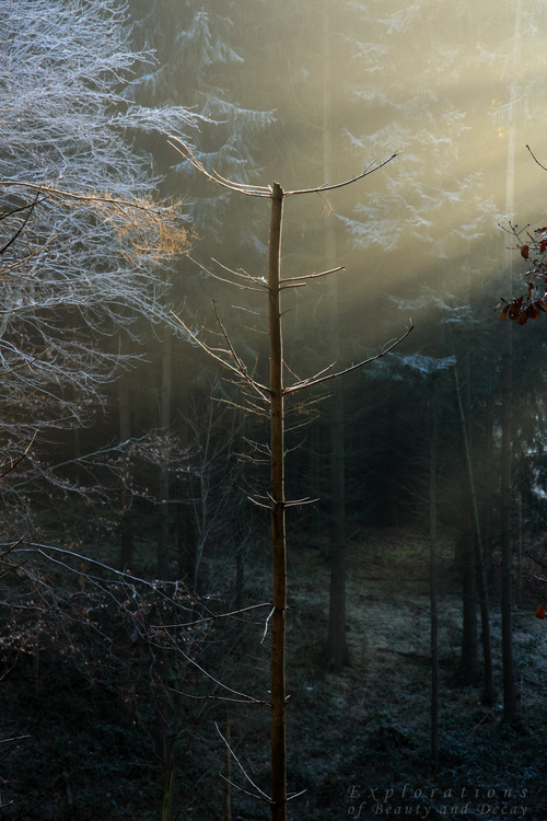 Frohe Weihnachten