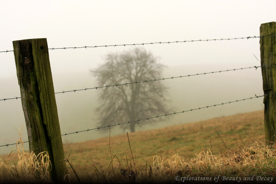 Baum im Nebel