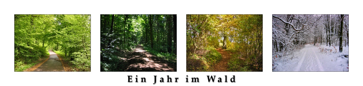 Ein Jahr im Wald