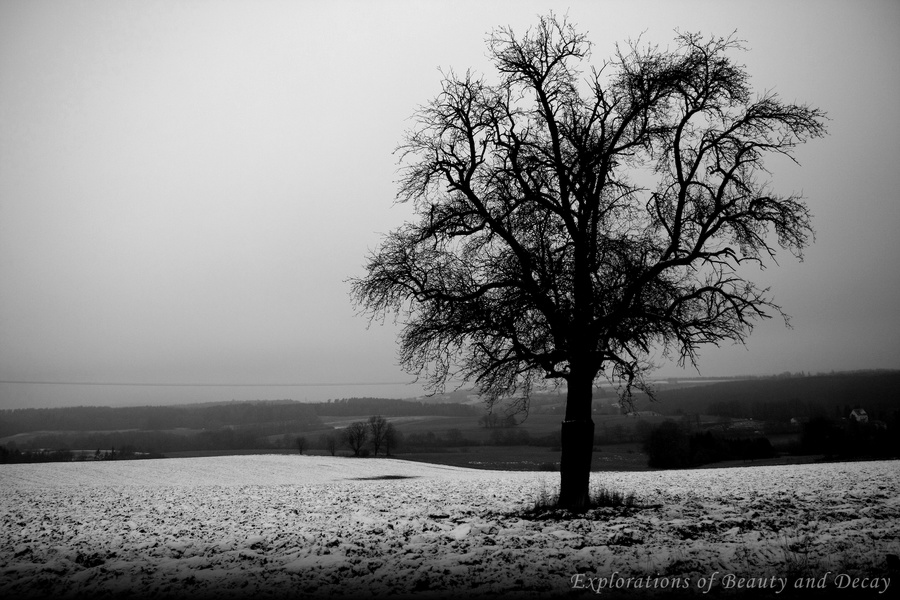 Apfelbaum im Winter