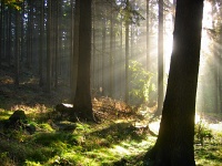 Light Beams in Dark Forest