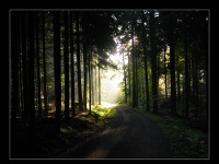 Light my Path - Felsenweg Losheim Scheiden