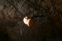 Eine Spinne im Keller
